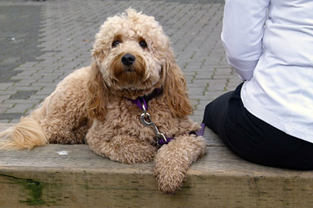 Larger than average Cockapoo lying down next to their owner outside on a path